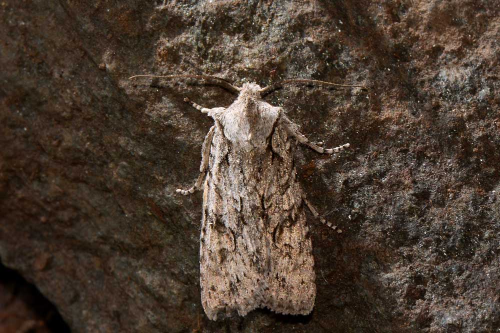 Lithophane (Lithophane) ornitopus  - Noctuidae